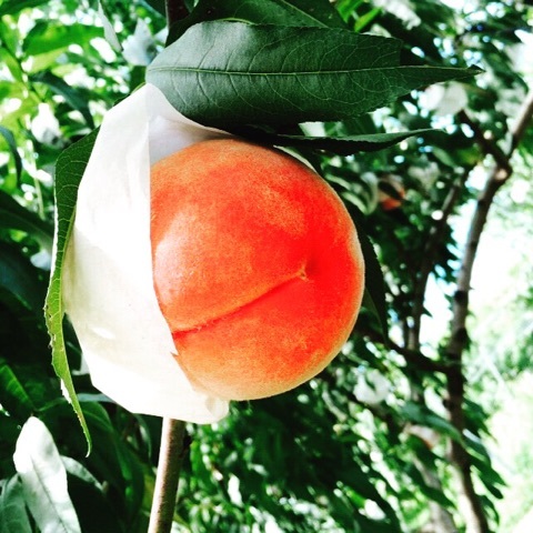 {73BA367A-44BC-476F-838B-BB7BD0CC10AE:01}