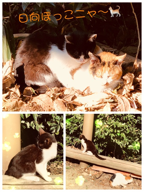 {87AADF55-AC73-433C-8677-B8B954825F4A}