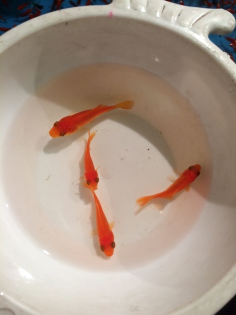 {A623D769-FD89-407C-95F3-EEEC20F419D0}