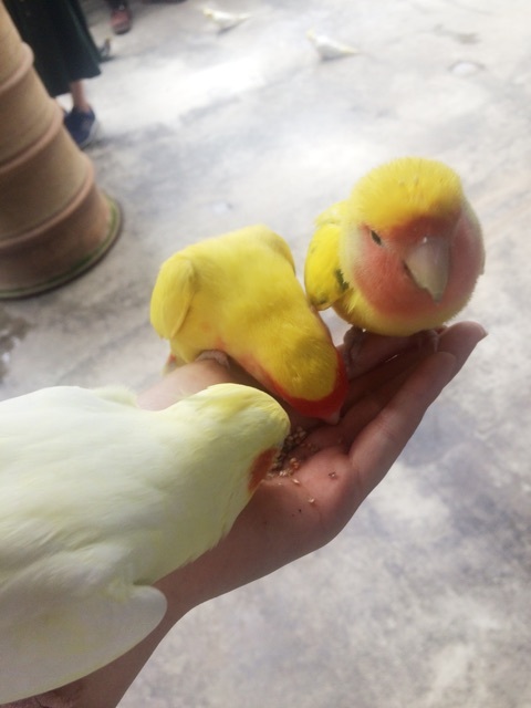 {4460A533-BAB3-4D24-8186-3777AAFD94D9}