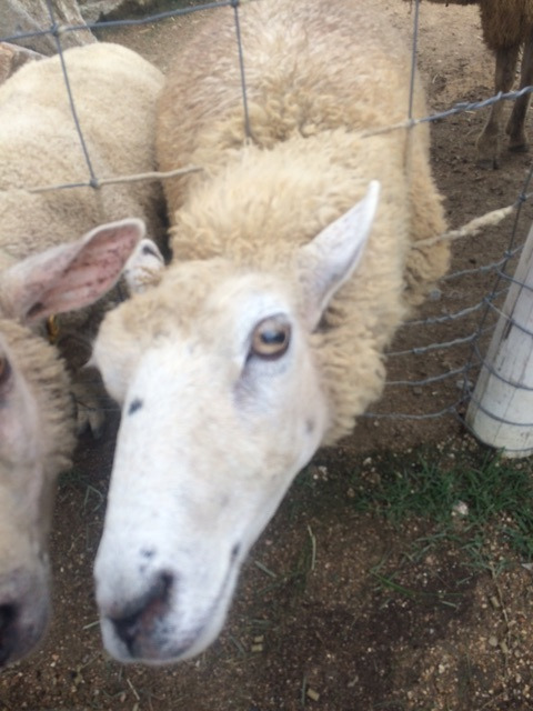 {82C24513-A894-4116-83B5-8D3FD4D1FA2B}