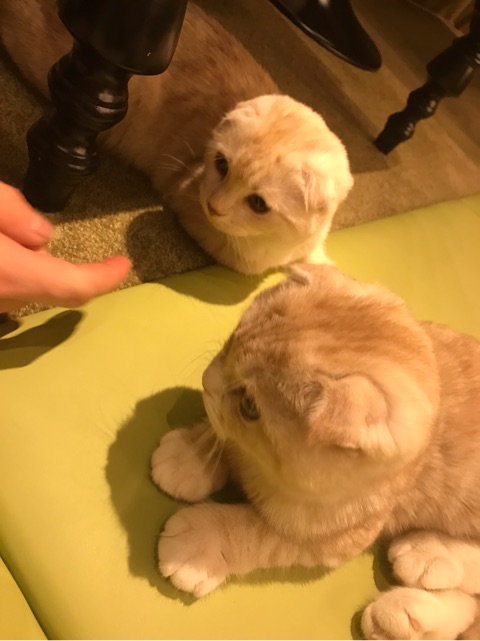 {ACE6831A-6FD8-4082-9C3A-D4
C06C5F8117}