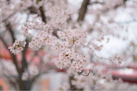 {45F55545-FDE7-477E-86BC-2E855F40745B}