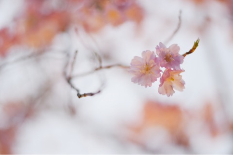 {A98CCEC9-BE57-4175-A665-EE4C54C5AE8D}