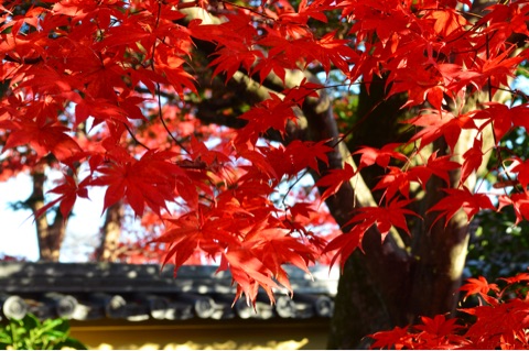 {F41D2E44-C024-4D6A-B287-8D2330D563C8}