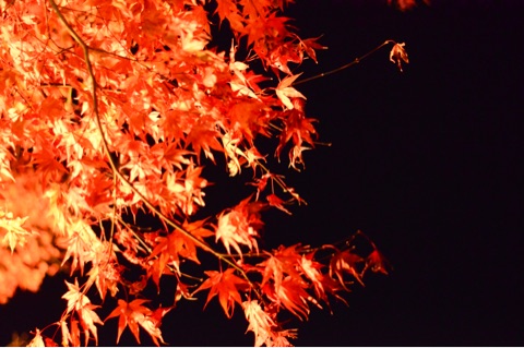 {9770BDC7-C650-4D66-AD99-37D81354B4D5}