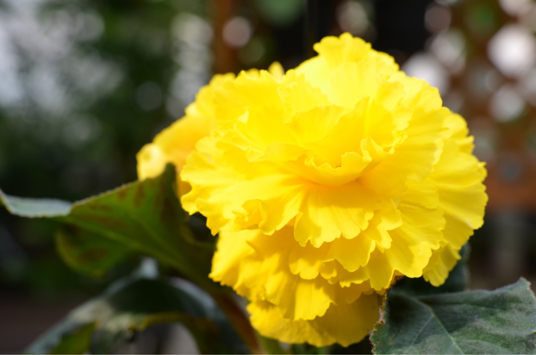 {398BA44E-B193-4A44-8244-9D67B33076BE}