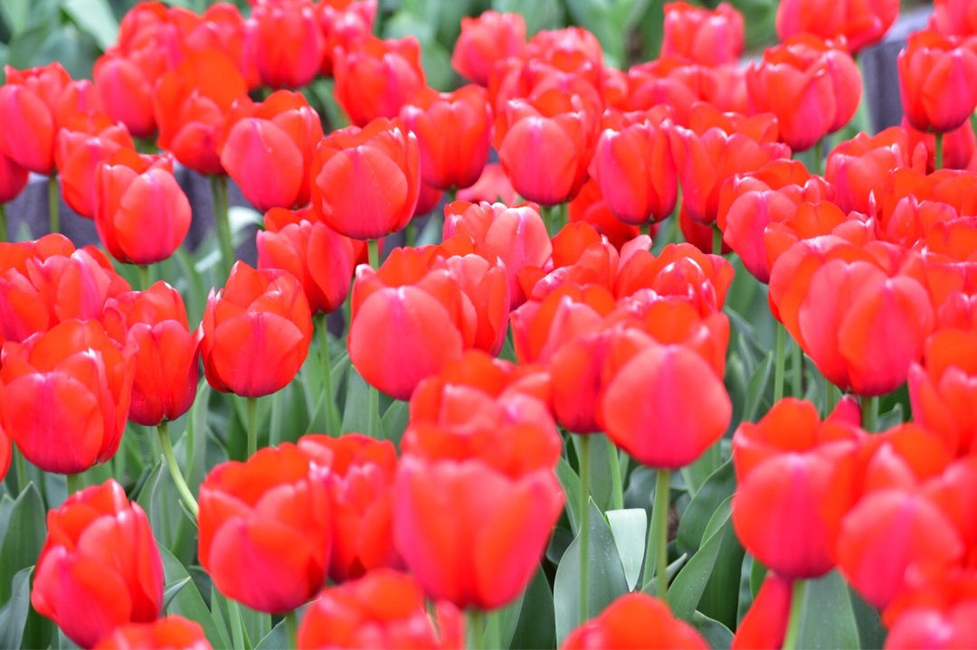 {EE65CC73-3994-45D1-B79E-CEDFB290FEBB}