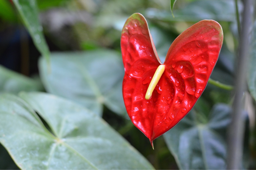 {9A42A955-FA49-47C3-8A0D-4C518D1BAF37}