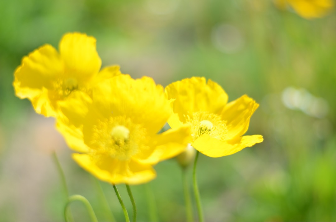 {1C47A936-62A1-409C-A577-DA79B6CC9AFB}