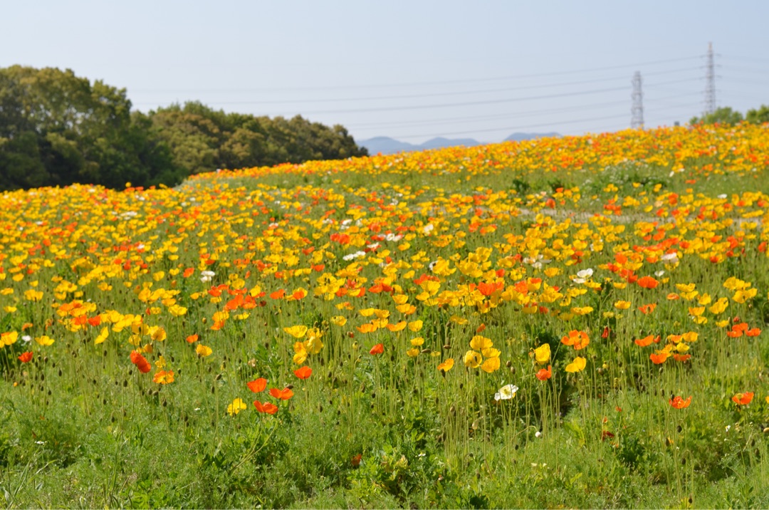 {2C8C4FF3-931C-47BE-994E-E93CD8C01816}